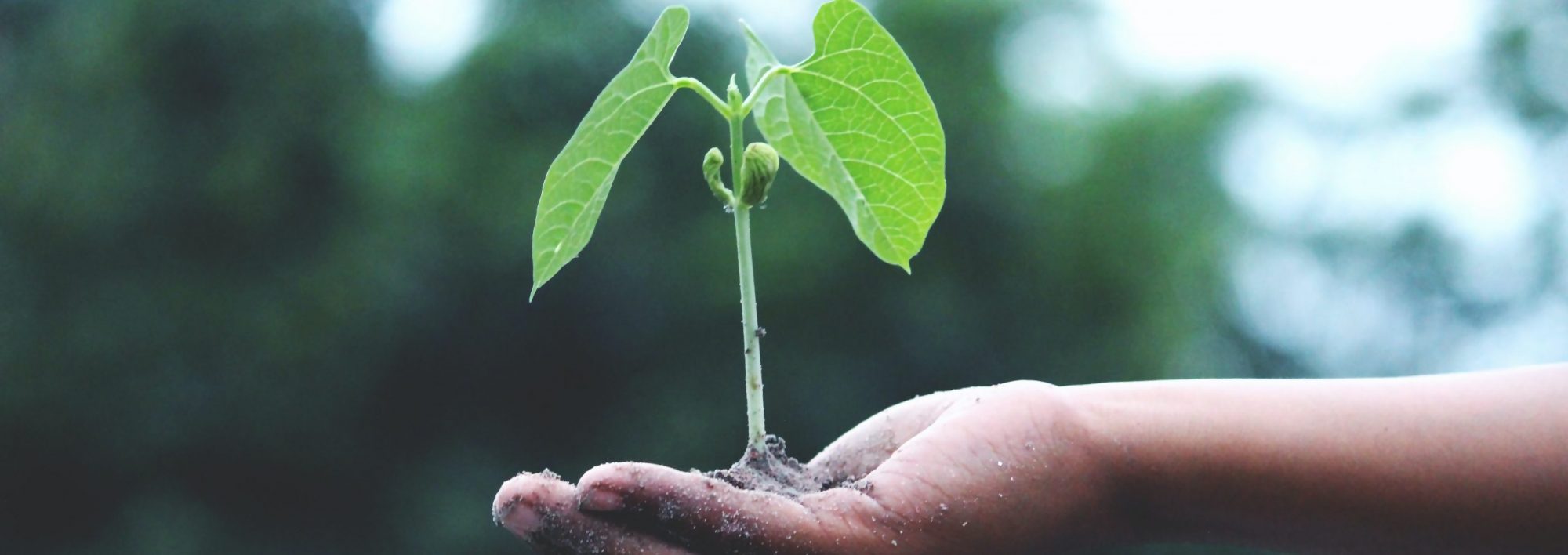 Dr Lucy Hale Psychology Services